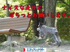 にほんブログ村 犬ブログ ミニチュアシュナウザーへ