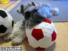にほんブログ村 犬ブログ ミニチュアシュナウザーへ