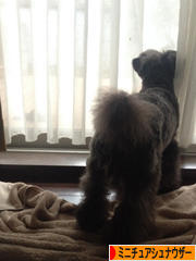 にほんブログ村 犬ブログ ミニチュアシュナウザーへ