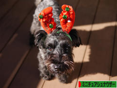 にほんブログ村 犬ブログ ミニチュアシュナウザーへ