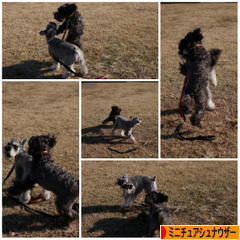 にほんブログ村 犬ブログ ミニチュアシュナウザーへ