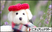 にほんブログ村 犬ブログ ミニチュアシュナウザーへ