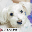 にほんブログ村 犬ブログ ミニチュアシュナウザーへ