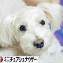 にほんブログ村 犬ブログ ミニチュアシュナウザーへ