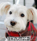 にほんブログ村 犬ブログ ミニチュアシュナウザーへ