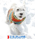 にほんブログ村 犬ブログ ミニチュアシュナウザーへ