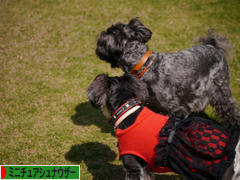にほんブログ村 犬ブログ ミニチュアシュナウザーへ
