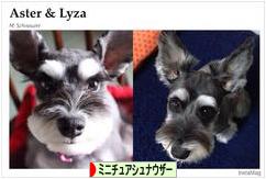 にほんブログ村 犬ブログ ミニチュアシュナウザーへ