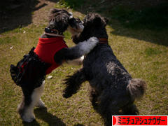 にほんブログ村 犬ブログ ミニチュアシュナウザーへ