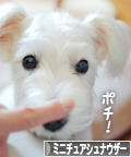にほんブログ村 犬ブログ ミニチュアシュナウザーへ