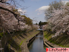 にほんブログ村 犬ブログ ミニチュアシュナウザーへ
