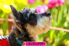 にほんブログ村 犬ブログ ミニチュアシュナウザーへ