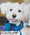 にほんブログ村 犬ブログ ミニチュアシュナウザーへ