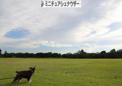 にほんブログ村 犬ブログ ミニチュアシュナウザーへ