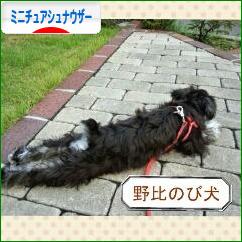 にほんブログ村 犬ブログ ミニチュアシュナウザーへ