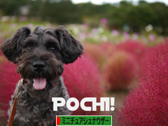 にほんブログ村 犬ブログ ミニチュアシュナウザーへ