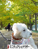 にほんブログ村 犬ブログ ミニチュアシュナウザーへ