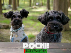 にほんブログ村 犬ブログ ミニチュアシュナウザーへ