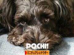 にほんブログ村 犬ブログ ミニチュアシュナウザーへ