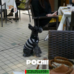 にほんブログ村 犬ブログ ミニチュアシュナウザーへ