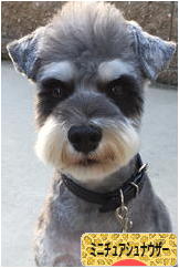 にほんブログ村 犬ブログ ミニチュアシュナウザーへ