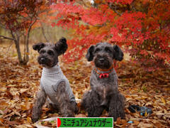 にほんブログ村 犬ブログ ミニチュアシュナウザーへ