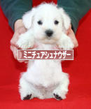 にほんブログ村 犬ブログ ミニチュアシュナウザーへ
