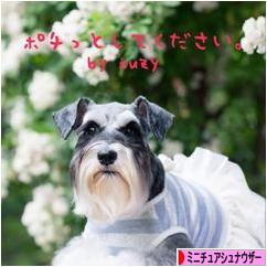 にほんブログ村 犬ブログ ミニチュアシュナウザーへ