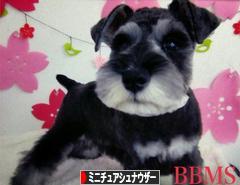 にほんブログ村 犬ブログ ミニチュアシュナウザーへ