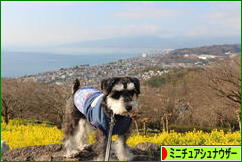 にほんブログ村 犬ブログ ミニチュアシュナウザーへ