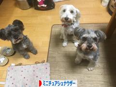 にほんブログ村 犬ブログ ミニチュアシュナウザーへ