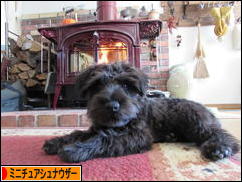 にほんブログ村 犬ブログ ミニチュアシュナウザーへ