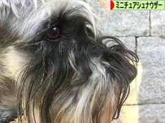 にほんブログ村 犬ブログ ミニチュアシュナウザーへ