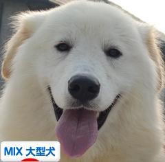 にほんブログ村 犬ブログ MIX大型犬へ