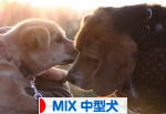 にほんブログ村 犬ブログ MIX中型犬へ