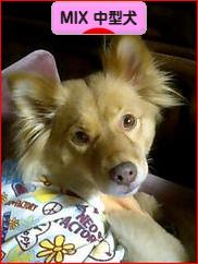 にほんブログ村 犬ブログ MIX中型犬へ