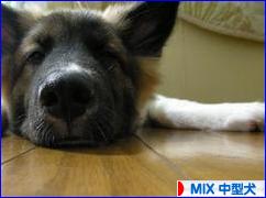 にほんブログ村 犬ブログ MIX中型犬へ