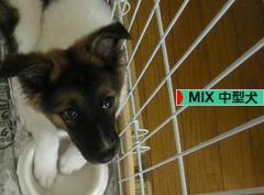 にほんブログ村 犬ブログ MIX中型犬へ
