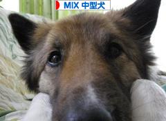 にほんブログ村 犬ブログ MIX中型犬へ