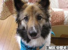 にほんブログ村 犬ブログ MIX中型犬へ