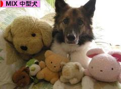 にほんブログ村 犬ブログ MIX中型犬へ