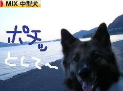 にほんブログ村 犬ブログ MIX中型犬へ