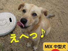 にほんブログ村 犬ブログ MIX中型犬へ