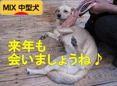 にほんブログ村 犬ブログ MIX中型犬へ