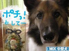 にほんブログ村 犬ブログ MIX中型犬へ