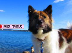 にほんブログ村 犬ブログ MIX中型犬へ