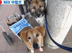 にほんブログ村 犬ブログ MIX中型犬へ