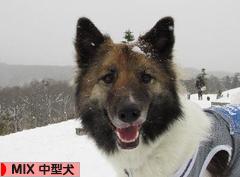 にほんブログ村 犬ブログ MIX中型犬へ