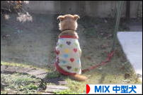 にほんブログ村 犬ブログ MIX中型犬へ