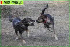 にほんブログ村 犬ブログ MIX中型犬へ